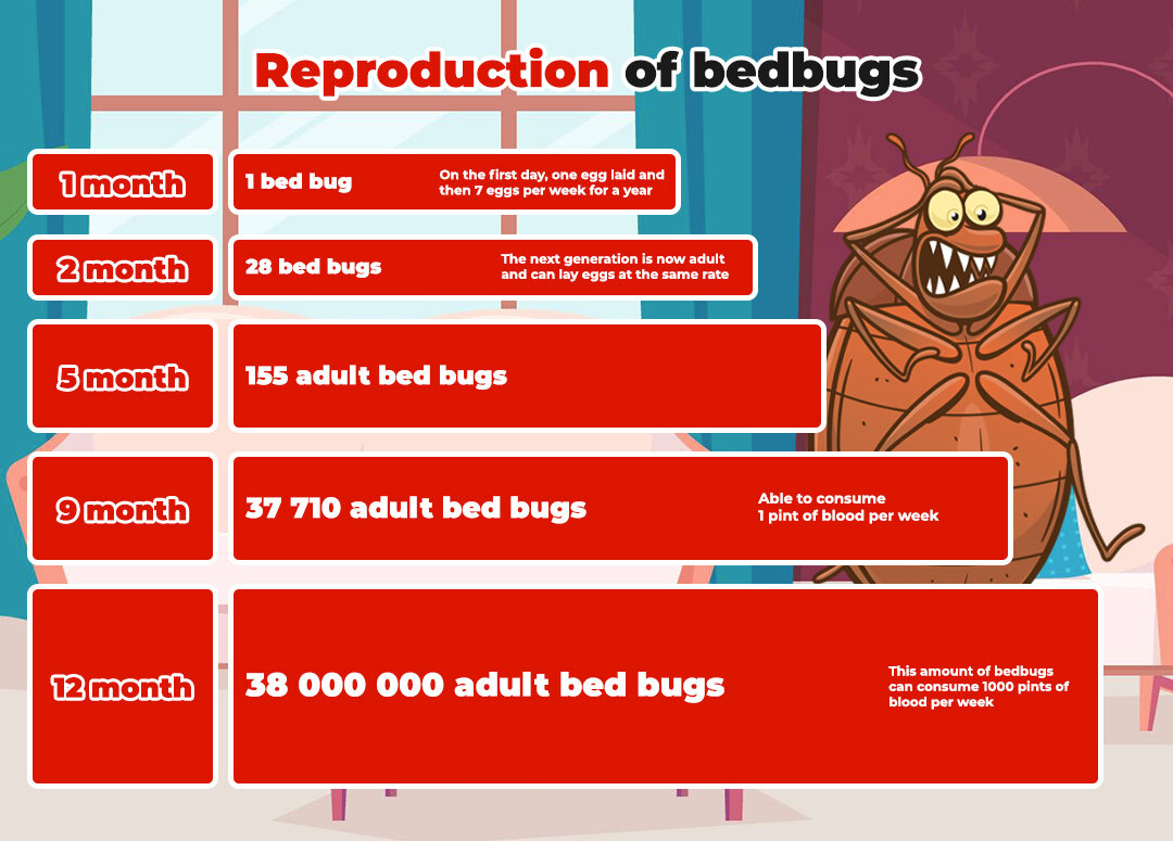 red graph and drawing of a bed bug to image the reproduction of bed bugs over time